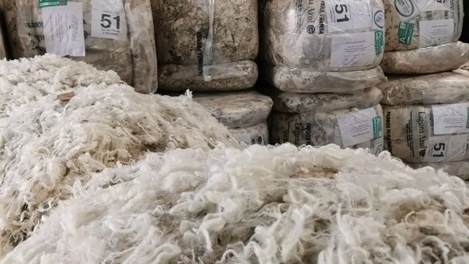 Con demanda activa, crece la venta de lana a nivel interno