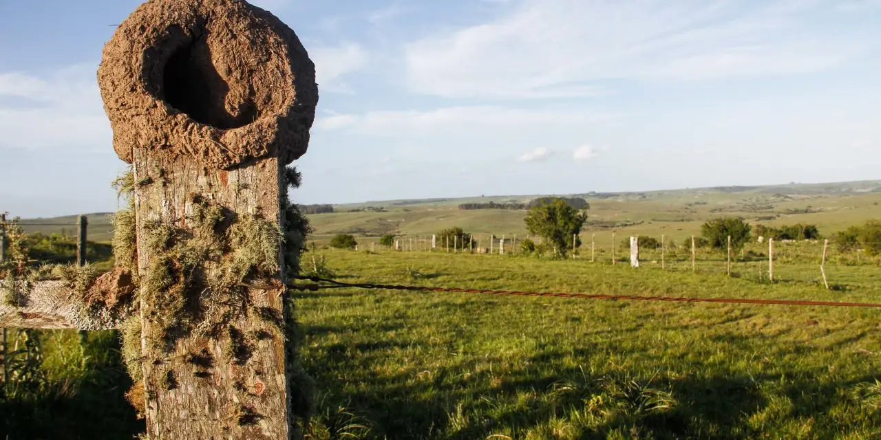 Renta mínima de Colonización sube 23,7%
