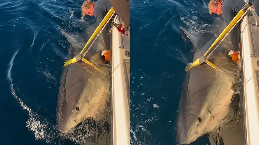 Vuelven a detectar a tiburón blanco de más de cuatro metros en el océano Atlántico