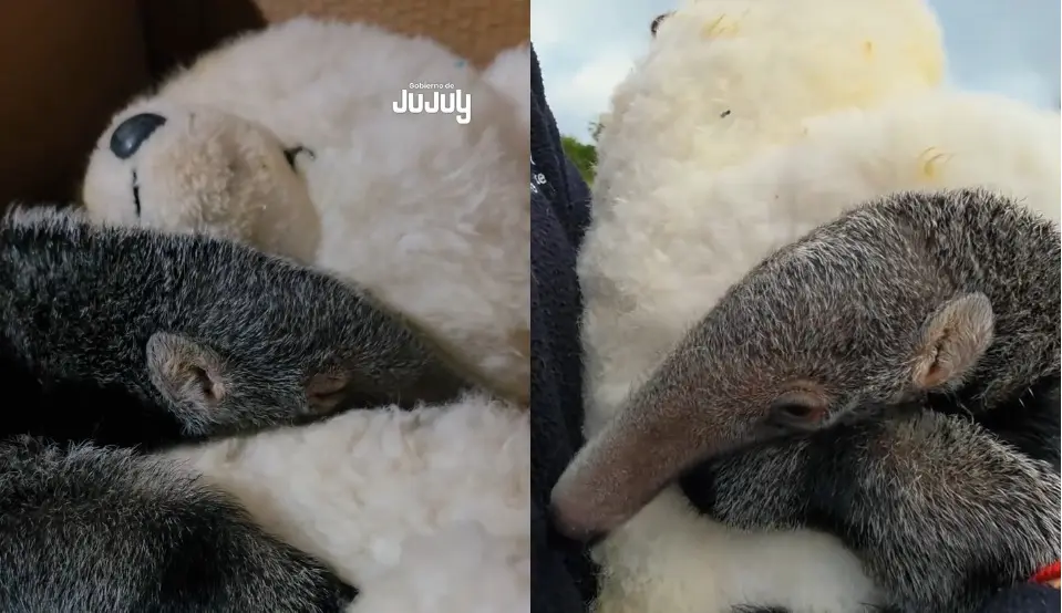 Oso hormiguero bebé quedó huérfano y vive abrazado a un oso de peluche para sobrevivir