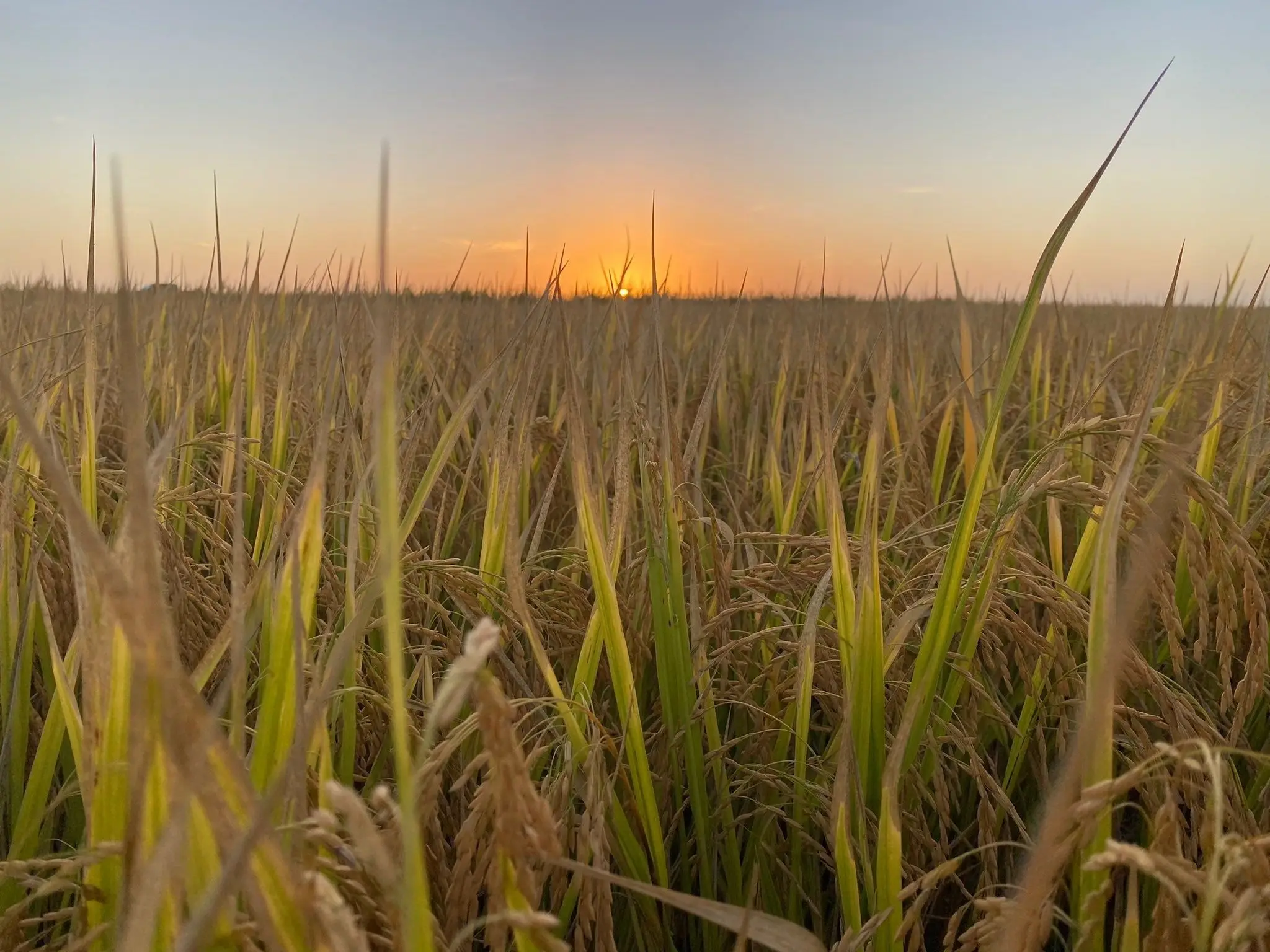 Precio provisorio del arroz para la zafra 2025/26 quedó fijado en US$ 9,10; extrema preocupación por la competitividad