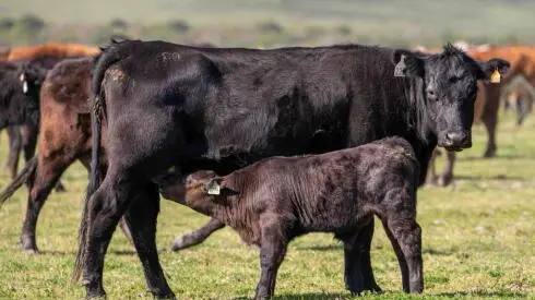 Uruguay tiene capacidad de producir carcasas más pesadas