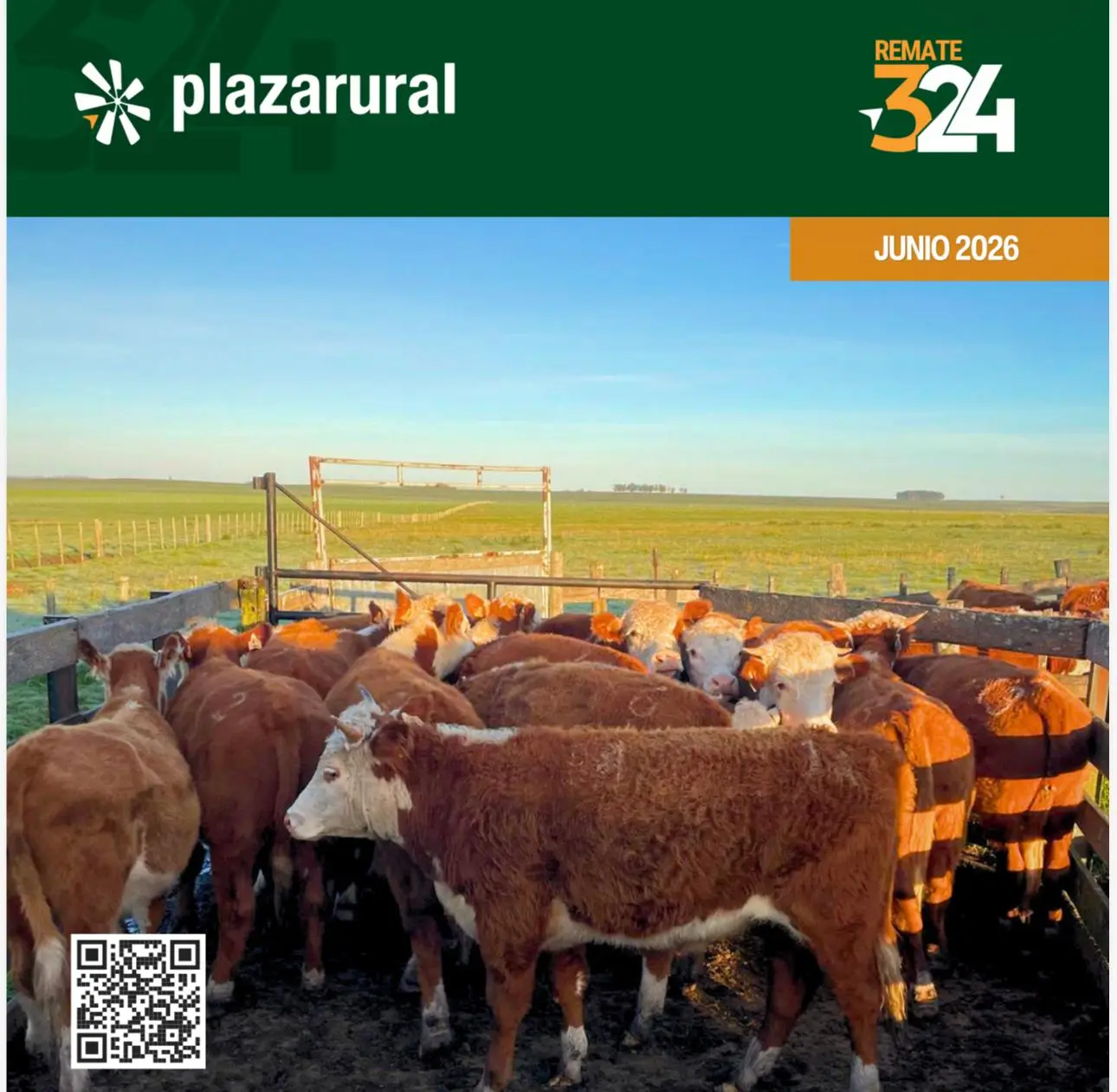 Remate 324 de Plaza Rural ofrecerá casi 14.000 vacunos en dos jornadas de ventas