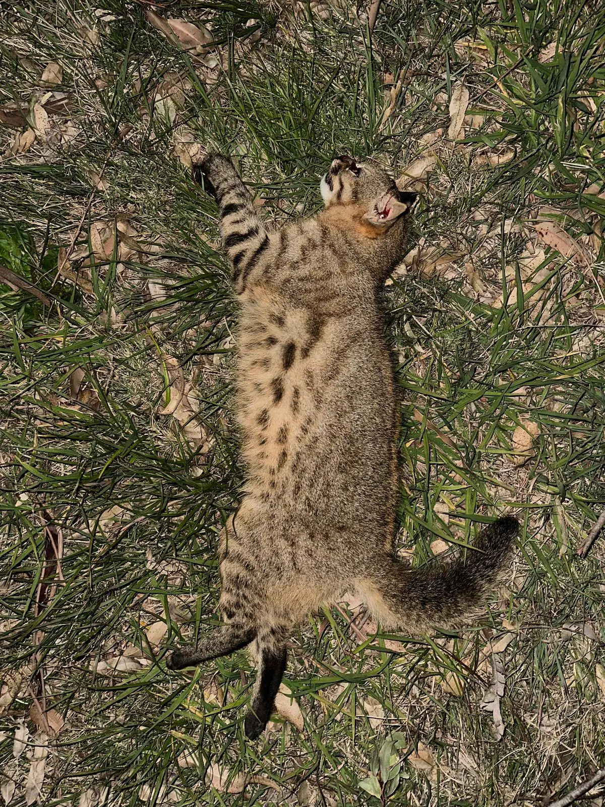 Alerta, cruce de fauna: aplicación permitirá a ciudadanos reportar animales atropellados en rutas uruguayas