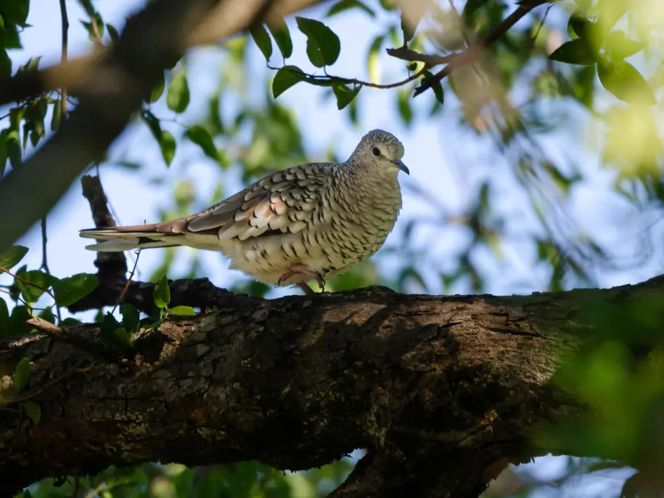 Un canto inesperado durante un estudio de tarántulas permitió registrar una nueva especie de ave para Uruguay