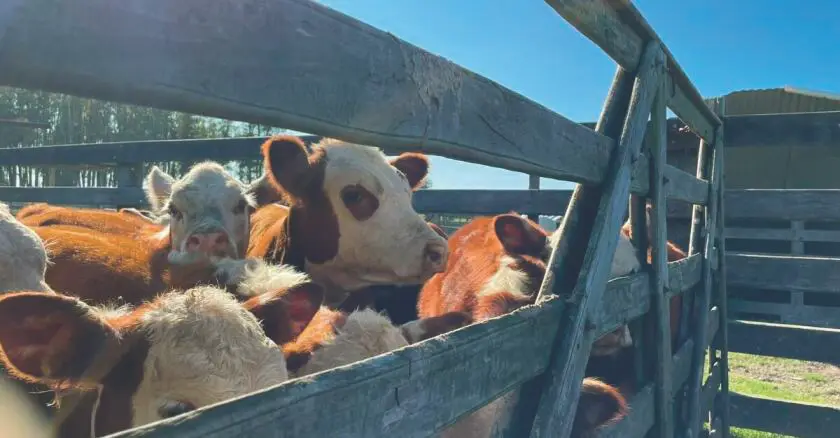 Mercado ganadero: firmeza en la hacienda gorda y cautela en la reposición por la falta de lluvias