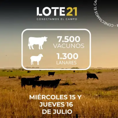 Lote 21 ofrecerá 7.500 vacunos y 1.300 lanares en su remate 251