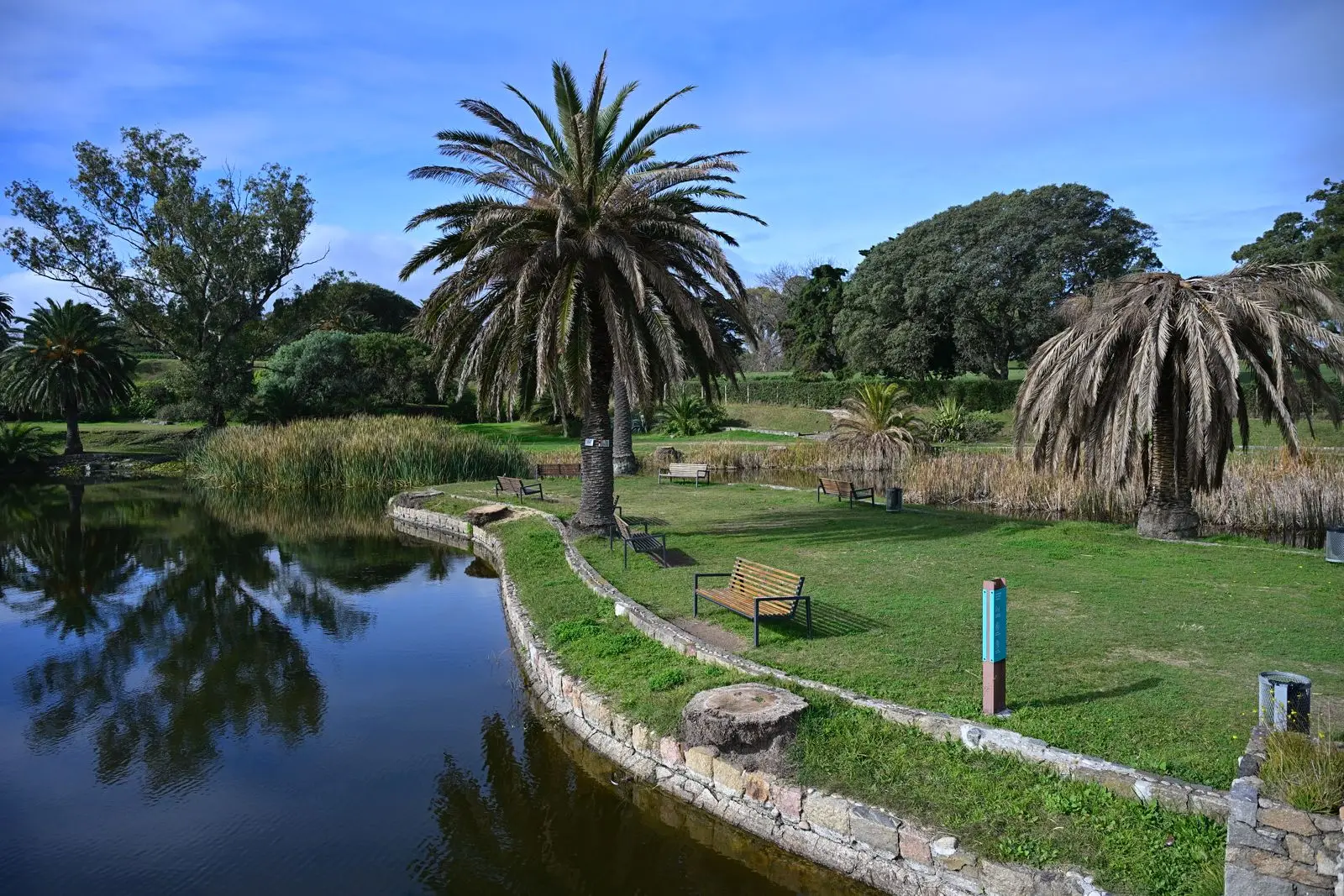 ¿Se está usando el método correcto para el picudo rojo? La discusión sobre la “piqueta” en las palmeras de Montevideo