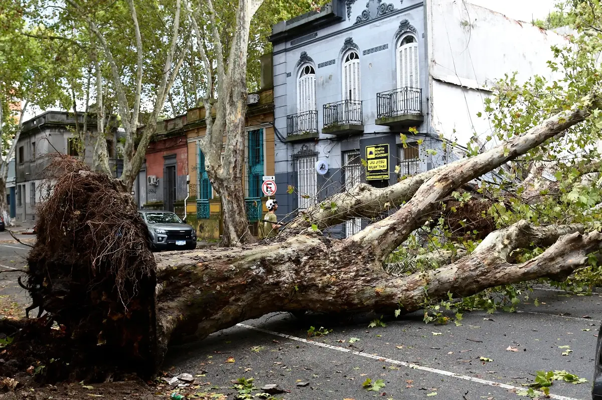 "Pone en riesgo a los montevideanos": IMM recibió 10 mil reclamos por árboles en lo que va de este año