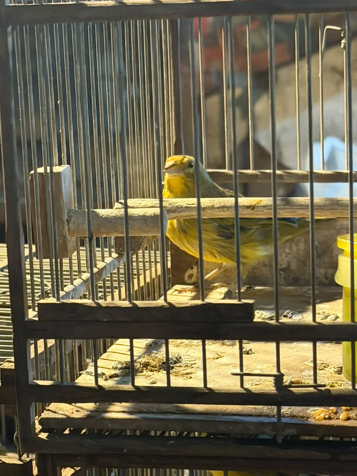 Incautan 52 aves y armas en Montevideo tras un operativo por tenencia ilegal de fauna