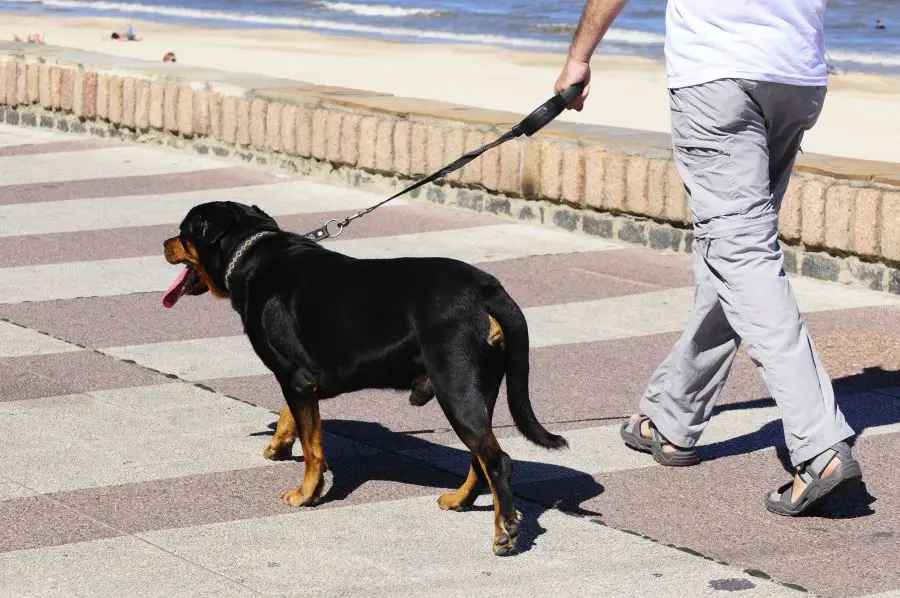 "Hoy el sistema no funciona": veterinarios reclaman cambio de políticas por bienestar animal y tenencia responsable