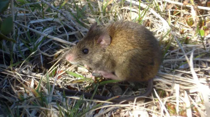 Veintiún países colaborarán en estudio del hantavirus que causó crisis en crucero