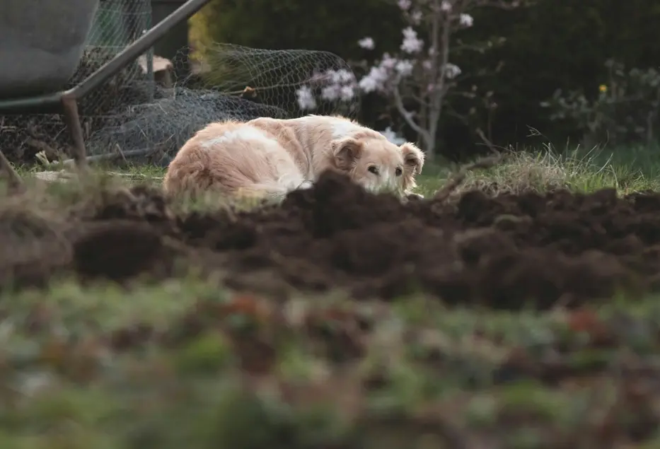 Un hombre fue atrapado mientras violaba a un cachorro de un docente uruguayo en Quaraí