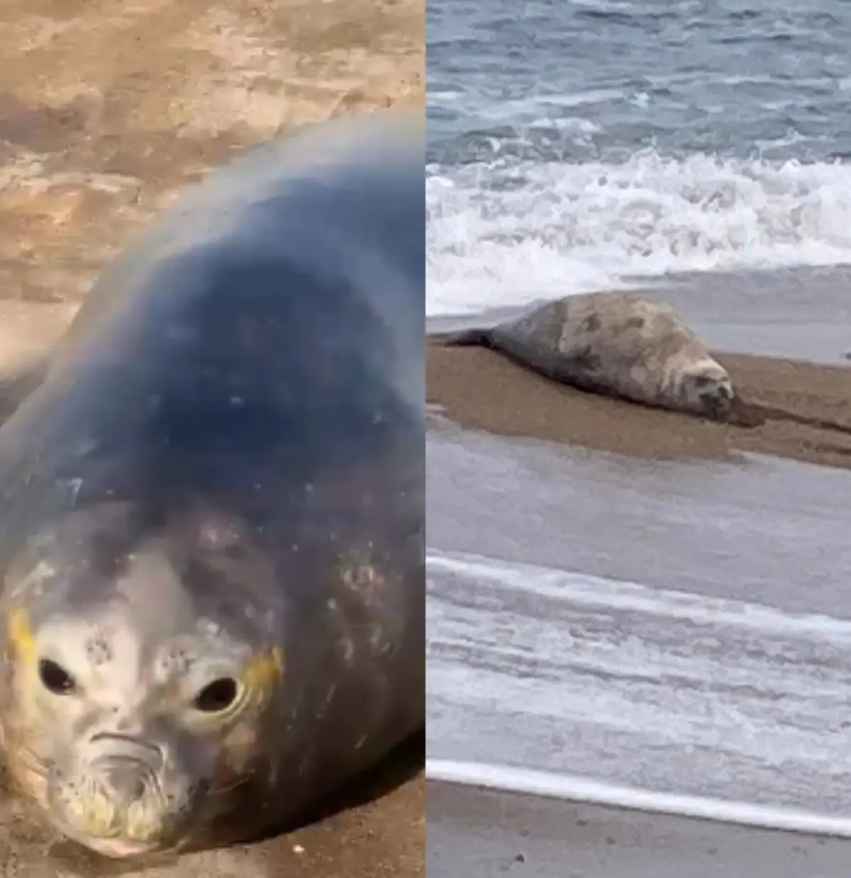Elefante marino herido en Punta del Este: por qué llamó la atención y es “riesgoso”