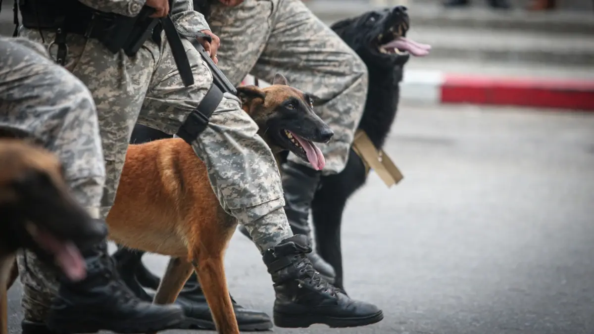 “Difícil de entender”: Ministerio del Interior negó certificación para perros de rescate