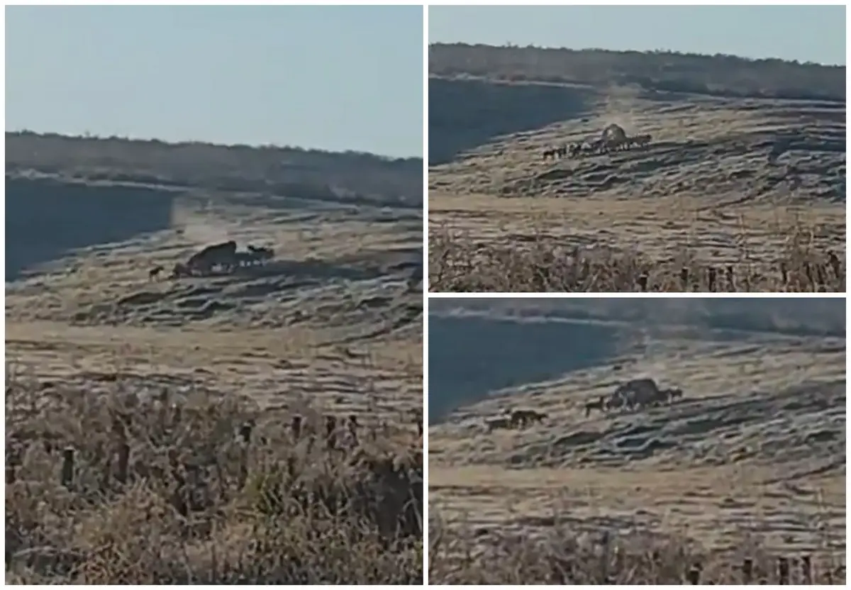 Casi como en Nat Geo: filman ataque de decenas de perros a un ternero en Cerro Largo