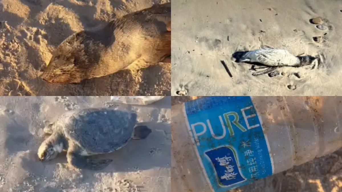 “Llaman la atención”: crecen los casos de pingüinos y lobos marinos muertos en Maldonado