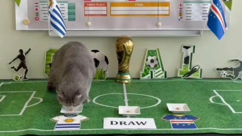 Mundial 2026: el gato Maximus, el nuevo Pulpo Paul, pronosticó Uruguay-Cabo Verde