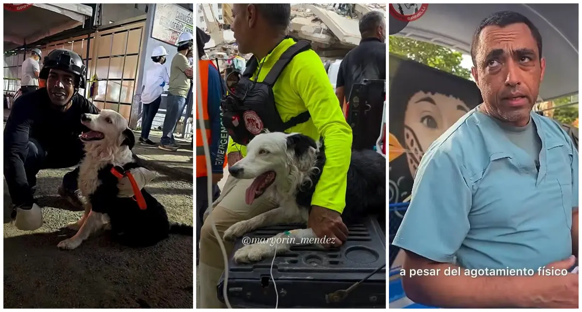 Tsunami: el perro que creció en el maltrato y es héroe en la tragedia de Venezuela