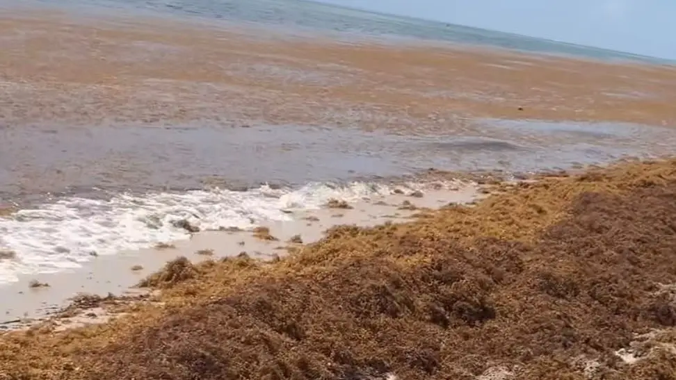 “Parece que estás en un pantano”: Listorti mostró el sargazo de las playas de Miami