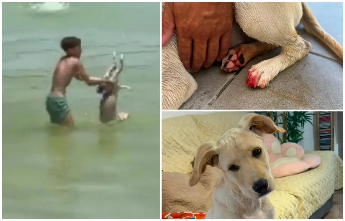 Hinchado y lastimado: rescatan un cachorrito al que un niño estuvo a punto de ahogar