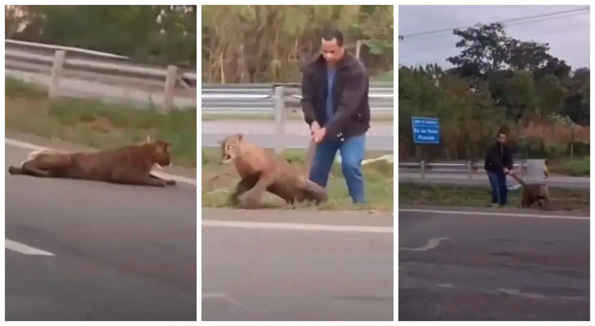 Ni Chuck Norris se atrevió a tanto: conductor arrastró de la cola a un puma en la ruta