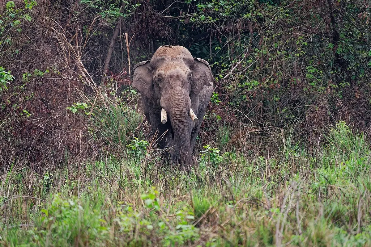 Es personal: en 12 años un elefante mató a cuatro personas de una misma familia