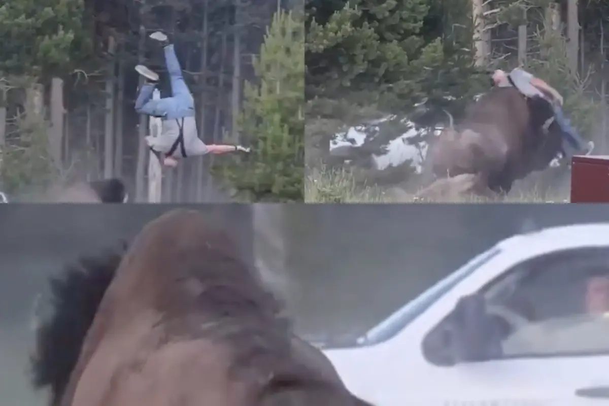 El momento en el que un abuelo fue atacado por un bisonte en el parque Yellowstone
