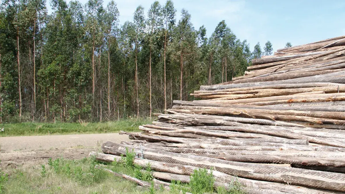 Emitieron empresa forestal y desarrolladora urbanística; corredora denunció aparente fraude en Paraguay