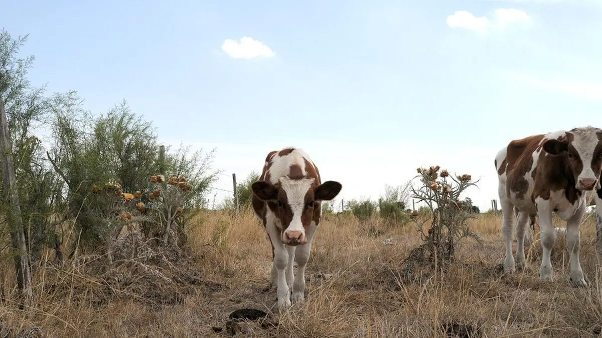 Clima: El Niño puede favorecer la producción agropecuaria, pero no asegura más dólares para Uruguay