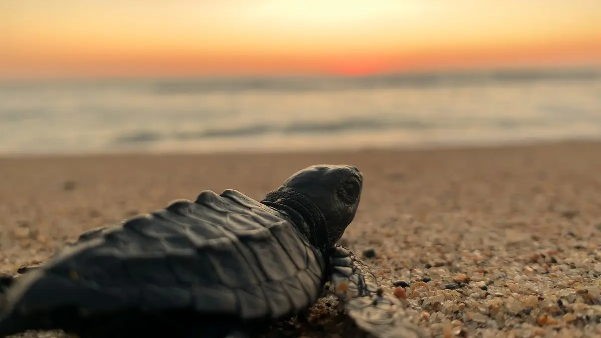 Inició festival de cine medioambiental: diez documentales para la transformación social