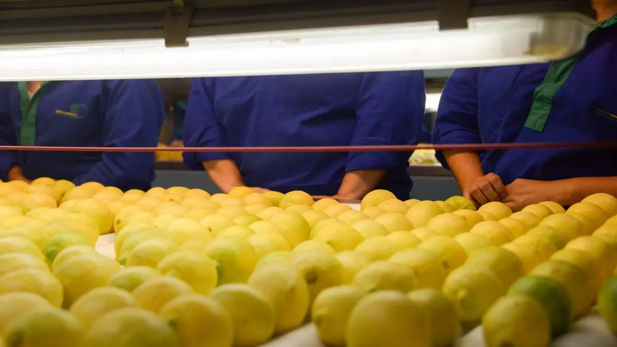 Las exportaciones de limón alcanzaron el récord de los últimos 20 años