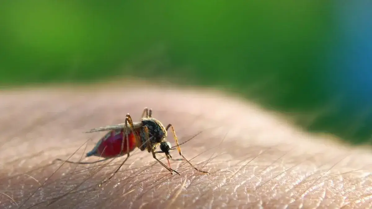 Evacuaron de un buque a un ciudadano ruso de 67 años con “síntomas de malaria aguda”
