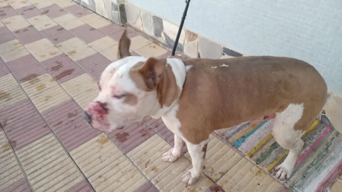 Pitbull mató a otro perro tras atacarlo detrás de una reja y reavivó el debate sobre las razas potencialmente peligrosas