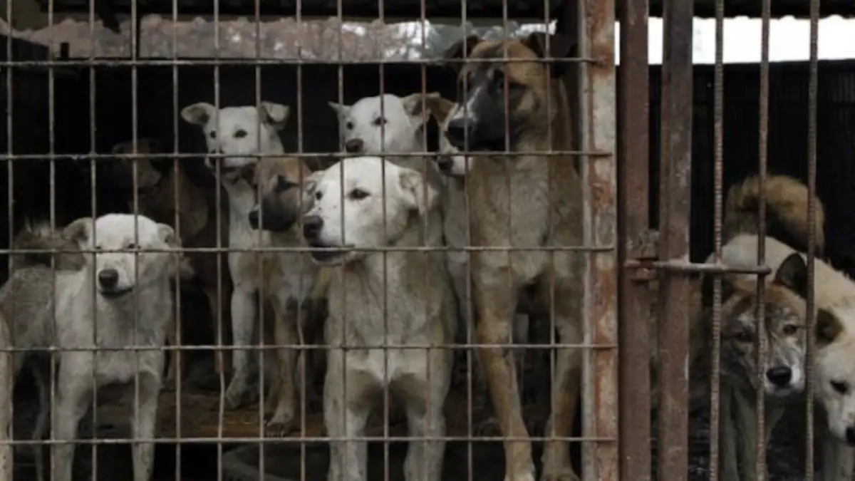 Incertidumbre en Corea del Sur: desaparecen miles de perros meses antes de prohibirse el consumo de su carne