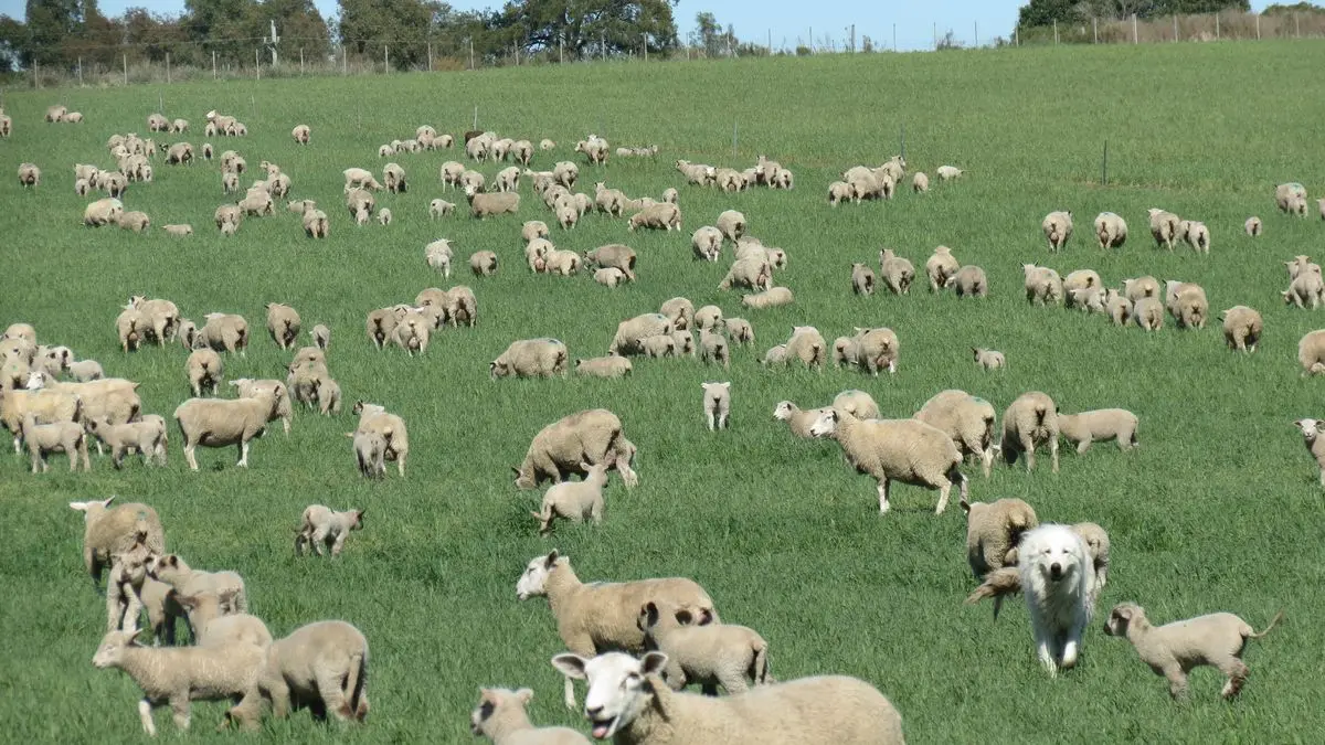 La Tribuna del Agro: ¿Estamos usando las razas correctas?