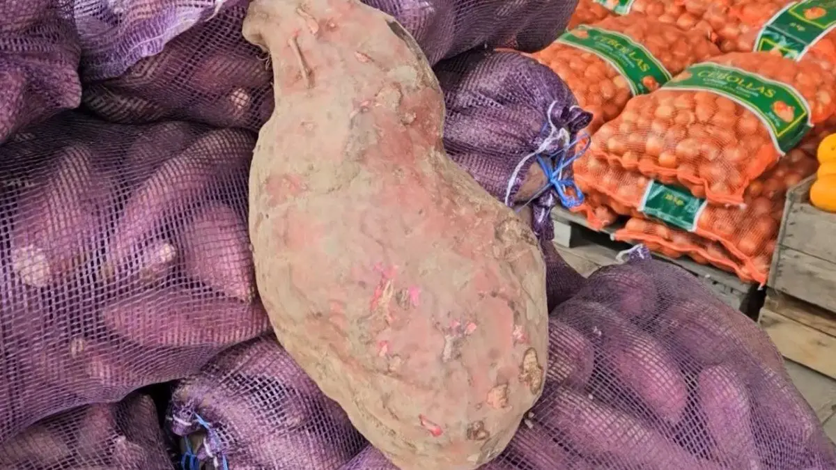 Productores de Tacuarembó cosecharon boniato gigante: pesó casi 9 kilos, “nunca nos había pasado”