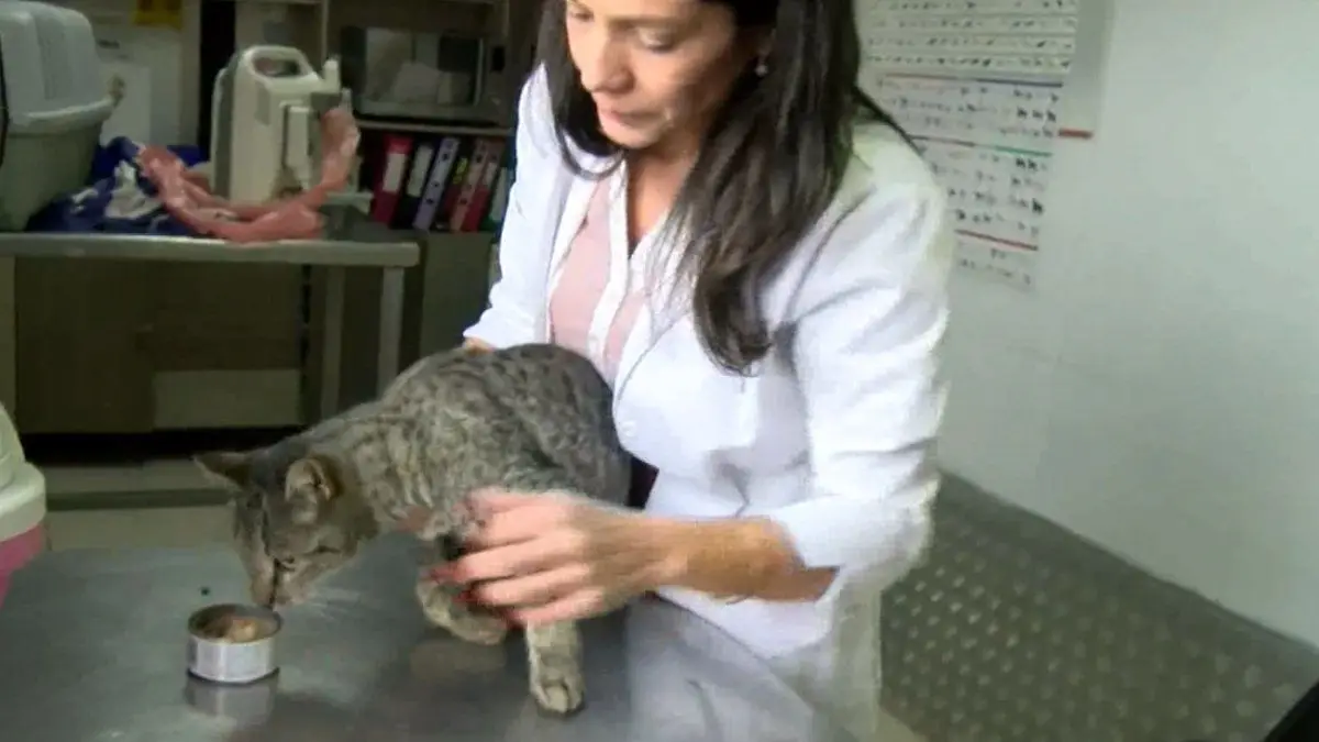 Vecinos de Médanos de Solymar denuncian gatos baleados; veterinaria llamó a no normalizar maltrato animal
