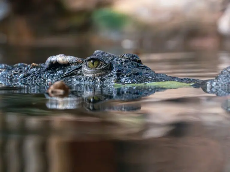 Un niño de tres años resultó gravemente herido tras caer en un recinto de cocodrilos en un zoológico de Reino Unido