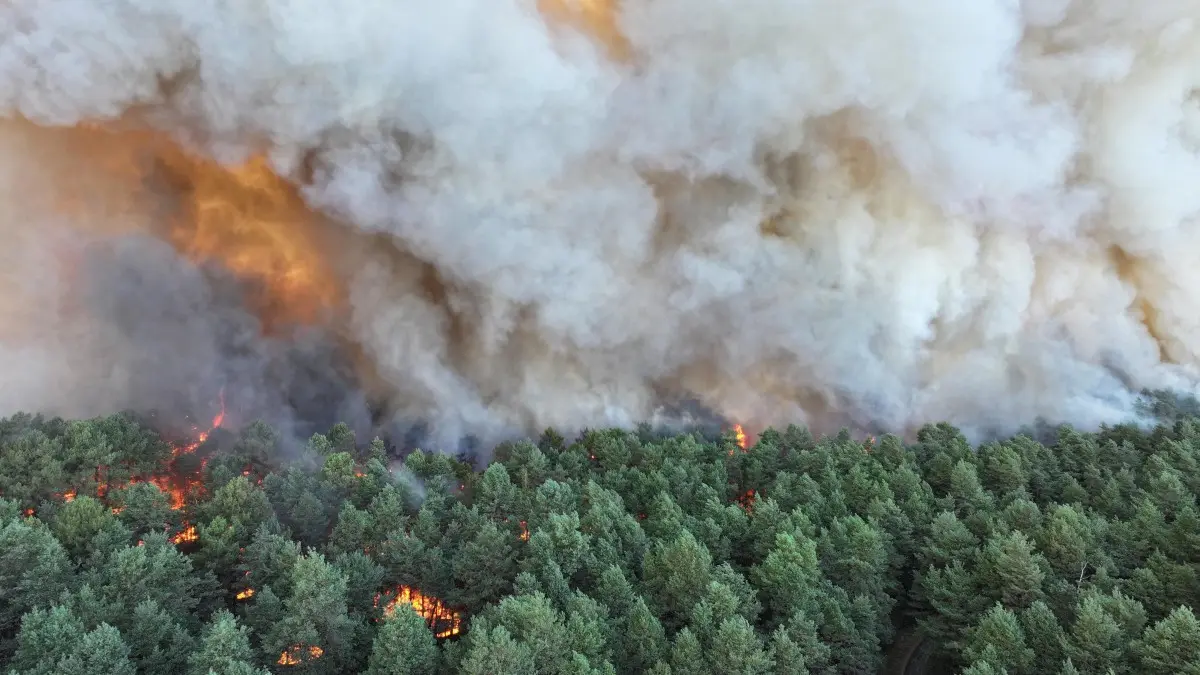 Por aire y tierra, bomberos combaten un incendio de "magnitud excepcional" en el bosque de Fontainebleau, a las puertas de París