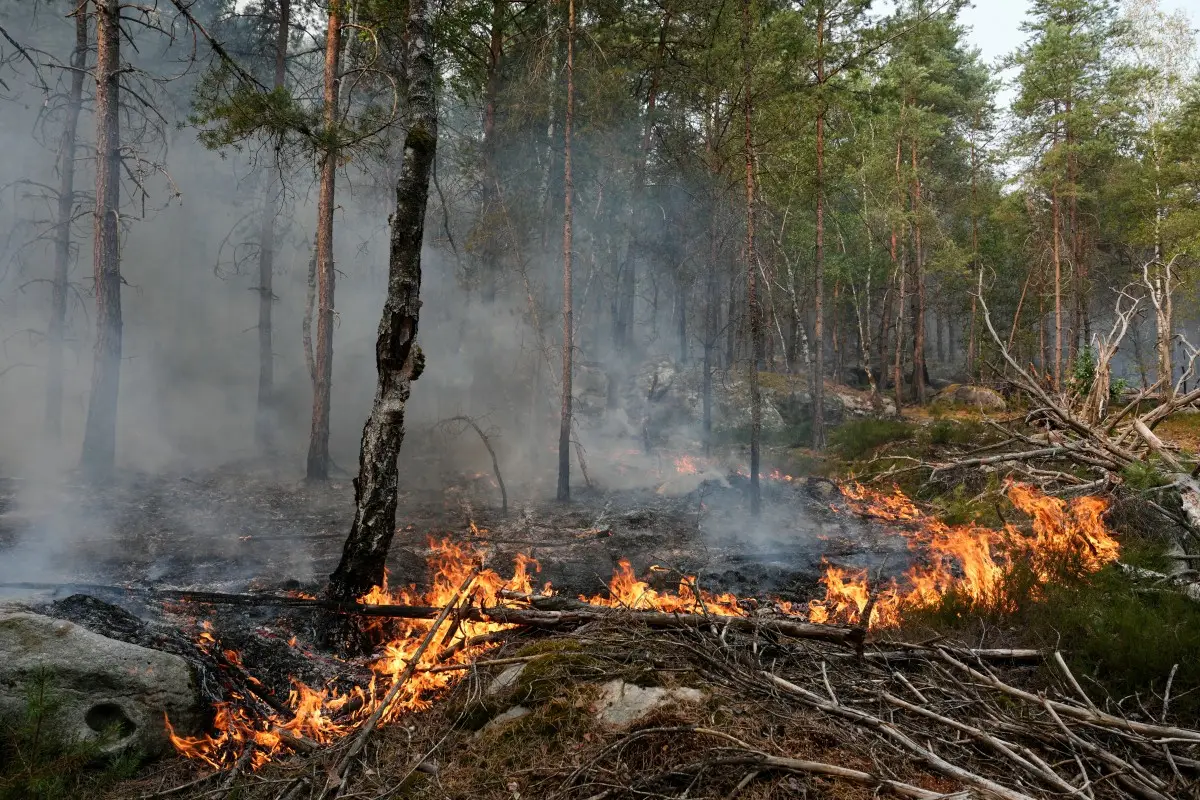 El incendio en el bosque de Fontainebleau ya arrasó con casi 2.000 hectáreas en Francia