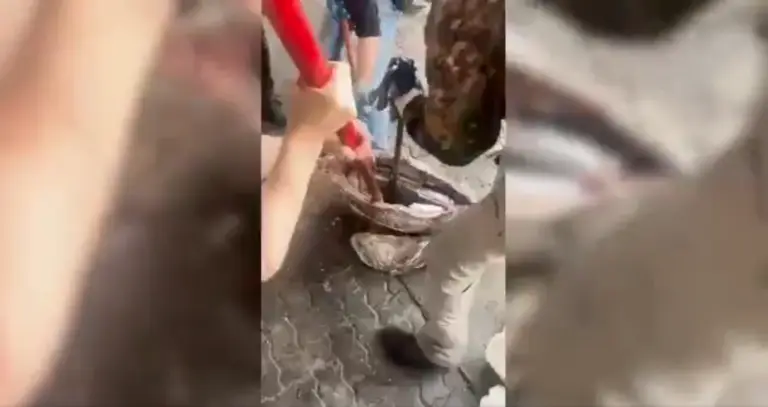 Incautaron en San Petersburgo más de 500 kilos de cocaína oculta dentro de atunes congelados