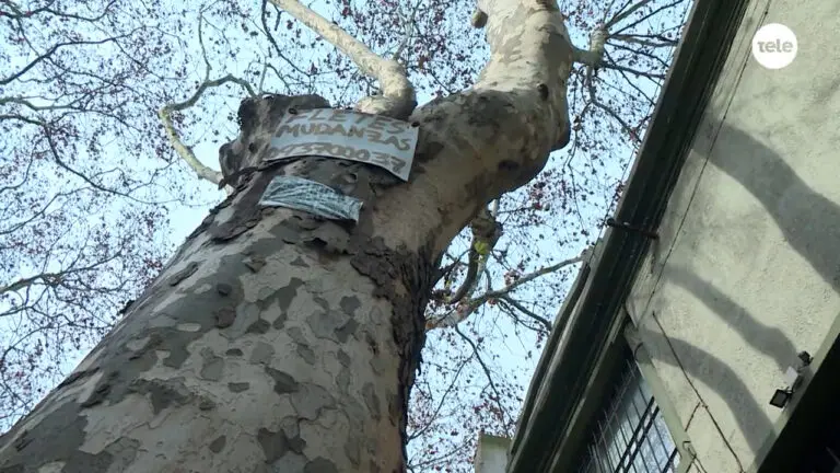 El reclamo de una vecina por un árbol que afecta su vivienda: asegura que podarlo cuesta $120.000 y que la IMM no le da una solución