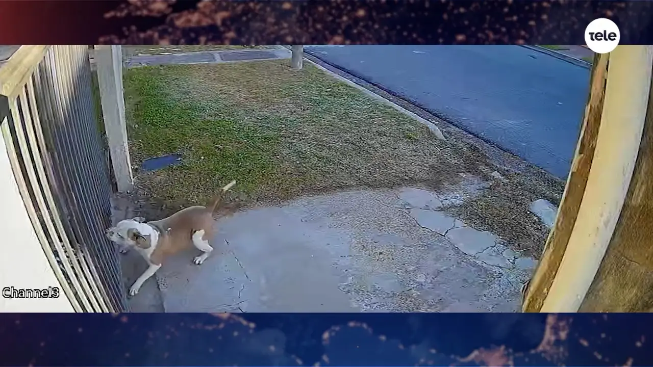 Video: pitbull mató a otro perro que se encontraba detrás de una reja tras un ataque de seis minutos en Paysandú